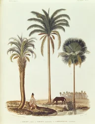 Espécie de palmeira argentina, ilustração de Voyage dans lmerica Meridionale por Alcide dOrbigny, gravada por Breton, 1847